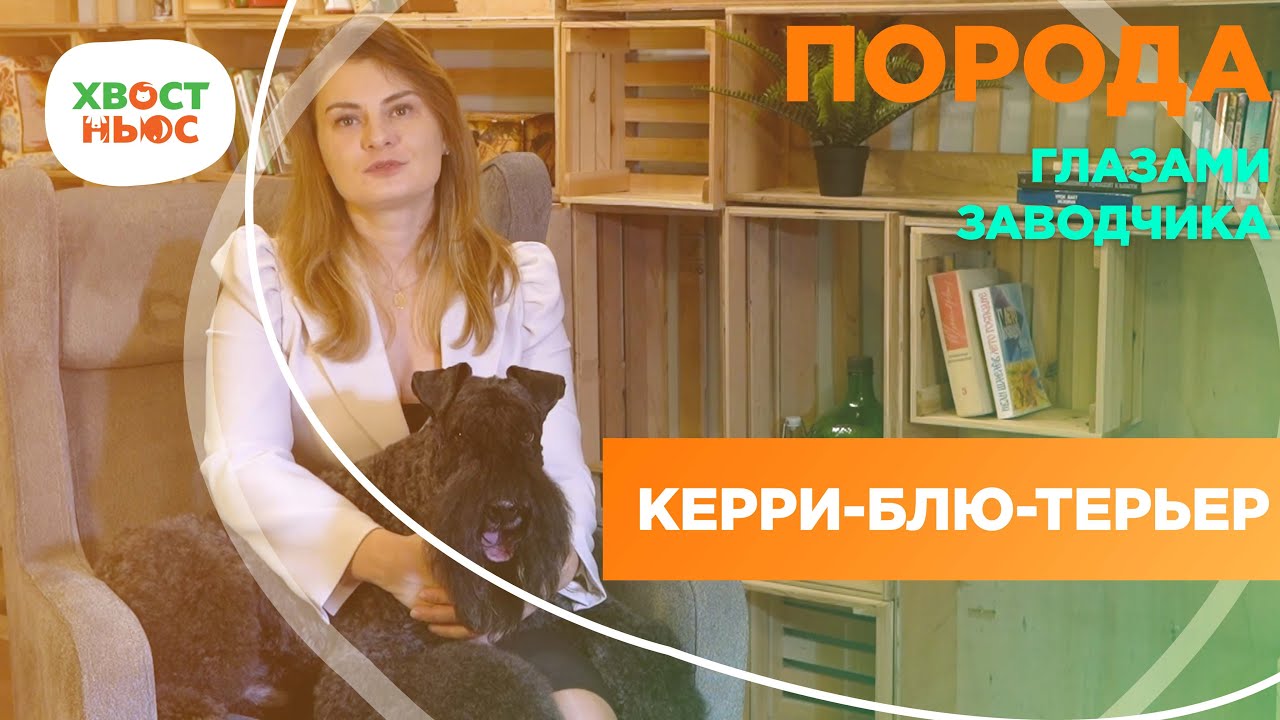 Особенности породы собак керри-блю-терьер. - YouTube