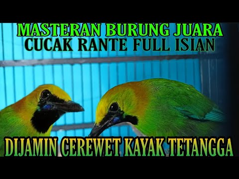 bongkaran kacer istimewa partai lebih murah siapa cepat dia dapat
