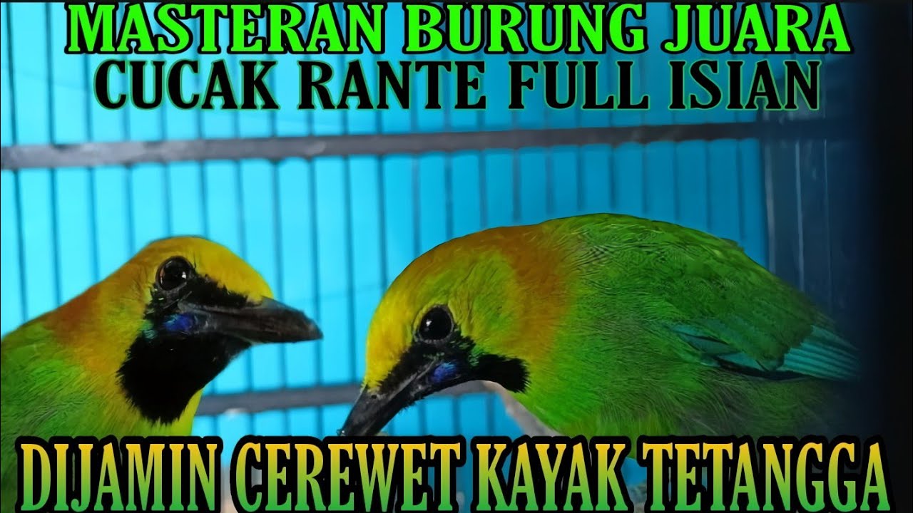 Masteran Cucak Rante || Full isian || Dijamin Gacor #masterancucakrante #kicaumania #kicau