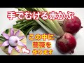 【野菜の飾り切り】ベジタブルカービング　赤かぶにバラを彫ります