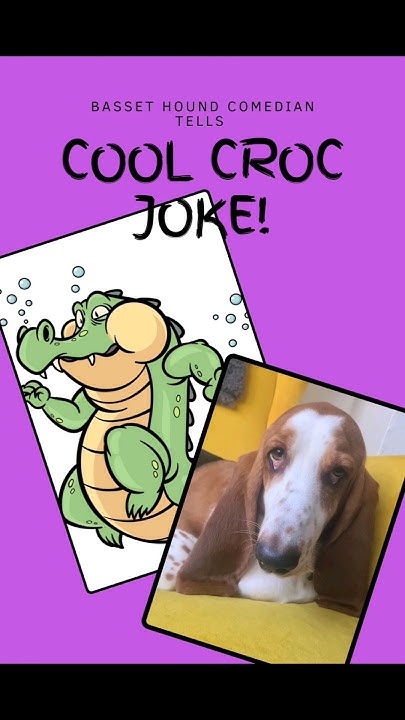 Basset Hound comedian tells a Cool CROCODILE joke! 🤣😂 #bassethound #dog