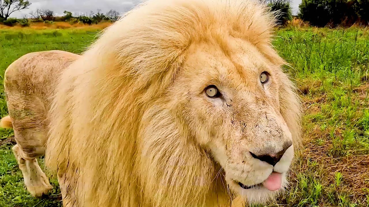 Why Does Kevin Richardson WALK with LIONS? | The Lion Whisperer - YouTube