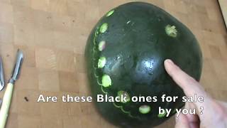 Do you like My Melons -  YouTube