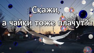 Скажи, А Чайки Тоже Плачут? Стихотворение Про Любовь И Предательство...