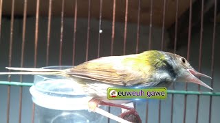 masteran prenjak lumut jantan agar cepat nembak tak karuan