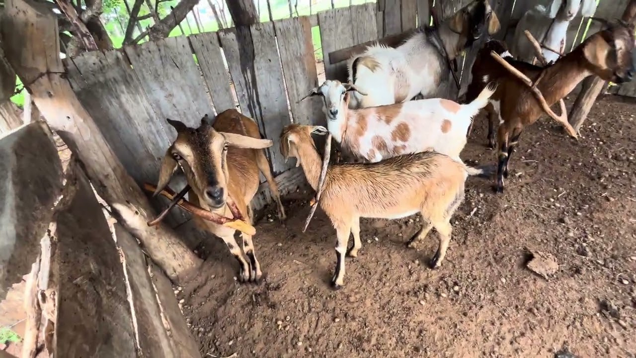 Chuva no sertão 🌦️#vidanaroça #chuvas #bahia #sertão 