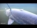 подводная охота СОМ - несколько метких выстрелов. рДнепр.spearfishing