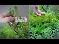 #39.ロタラナンセアン　柔らかい繊細な茂みを作る水草 Rotala Nanjean
