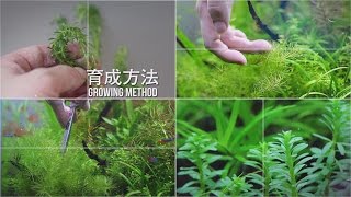 男女兼用 テトラ イニシャルスティック 魚用品 水草