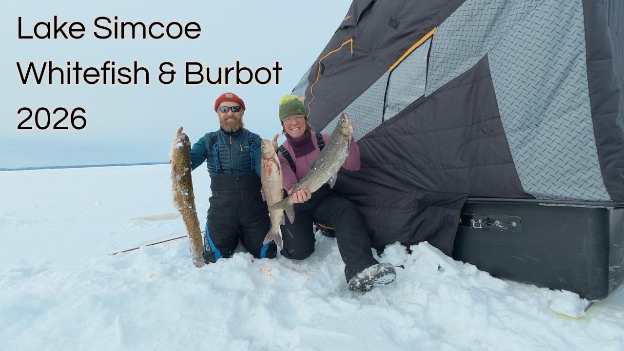 Сиг и налим в озере Симко, 2026 год