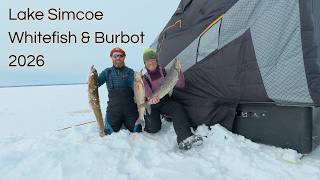 Lake Simcoe Whitefish and Burbot 2026