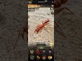 Hatching JUNK and Breaking My Phone - The Ants