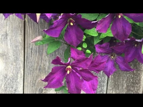 In Blooms -