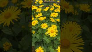 Spring Blossoms 8 #shorts #flowers #blossom #spring #travel