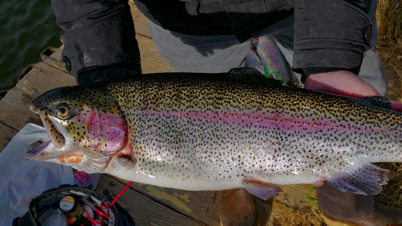 HUGE TROUT at Fin and Feather (Palmdale Lake) YouTube