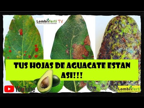 Video: Enfermedad de la hoja del aguacate: información sobre la mancha foliar de algas del aguacate