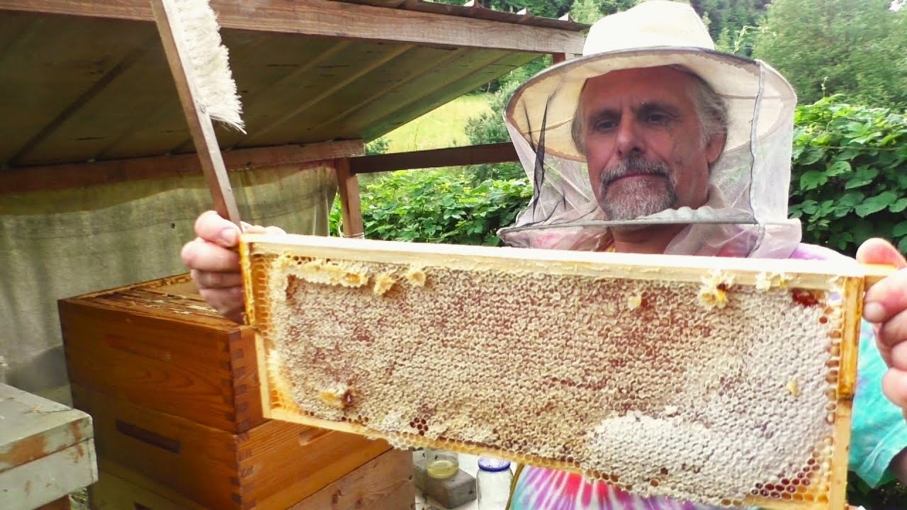 Jak jsme VYTÁČELI MED! Co se stalo s medem? Kolik jsme dostali žihadel? Naše MEDOBRANÍ v akci!