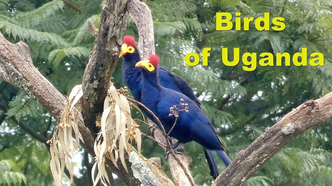 Birds of Uganda