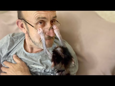 Степашка требует от Влада ВНИМАНИЯ и ЛЮБВИ, а Влад сидит в интернете )