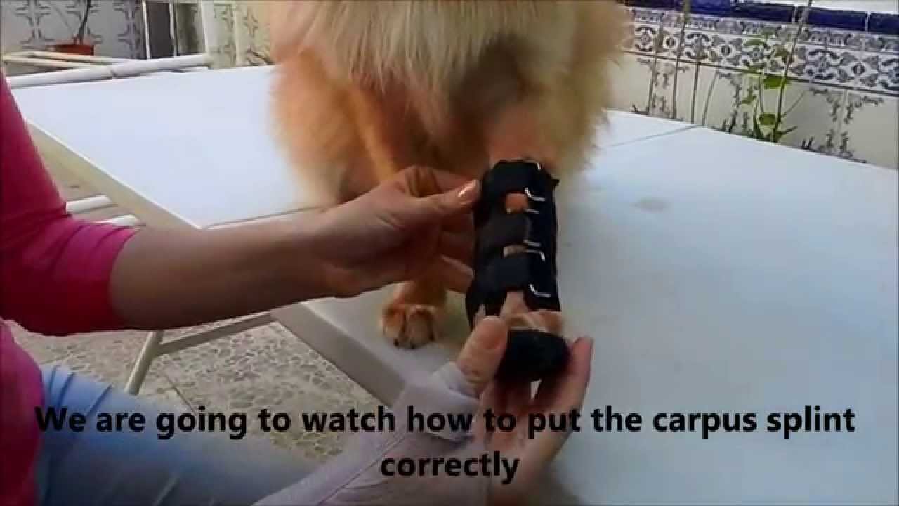 Cómo poner una férula para perro y ejercicios de mantenimiento - YouTube