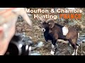 Mouflon & Chamois Hunting in France // Chasse au Mouflon et Chamois en France // 2021