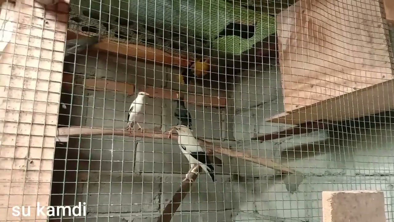 BURUNG KEPODANG,JALAK PUTIH,DAN JALAK KEBO..! - @SukamdiChannel