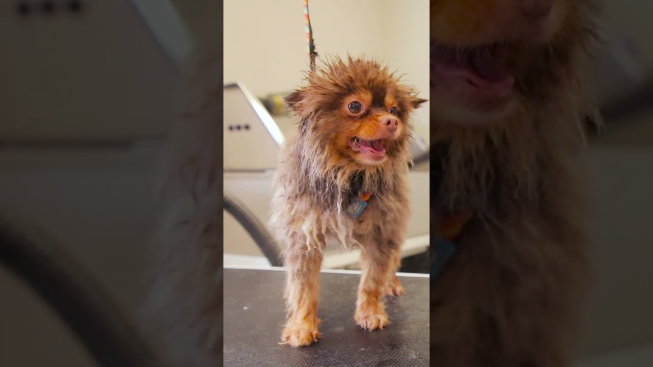 Jerry’s Grooming Journey: Dog Grooming Transformation in Doha, Qatar