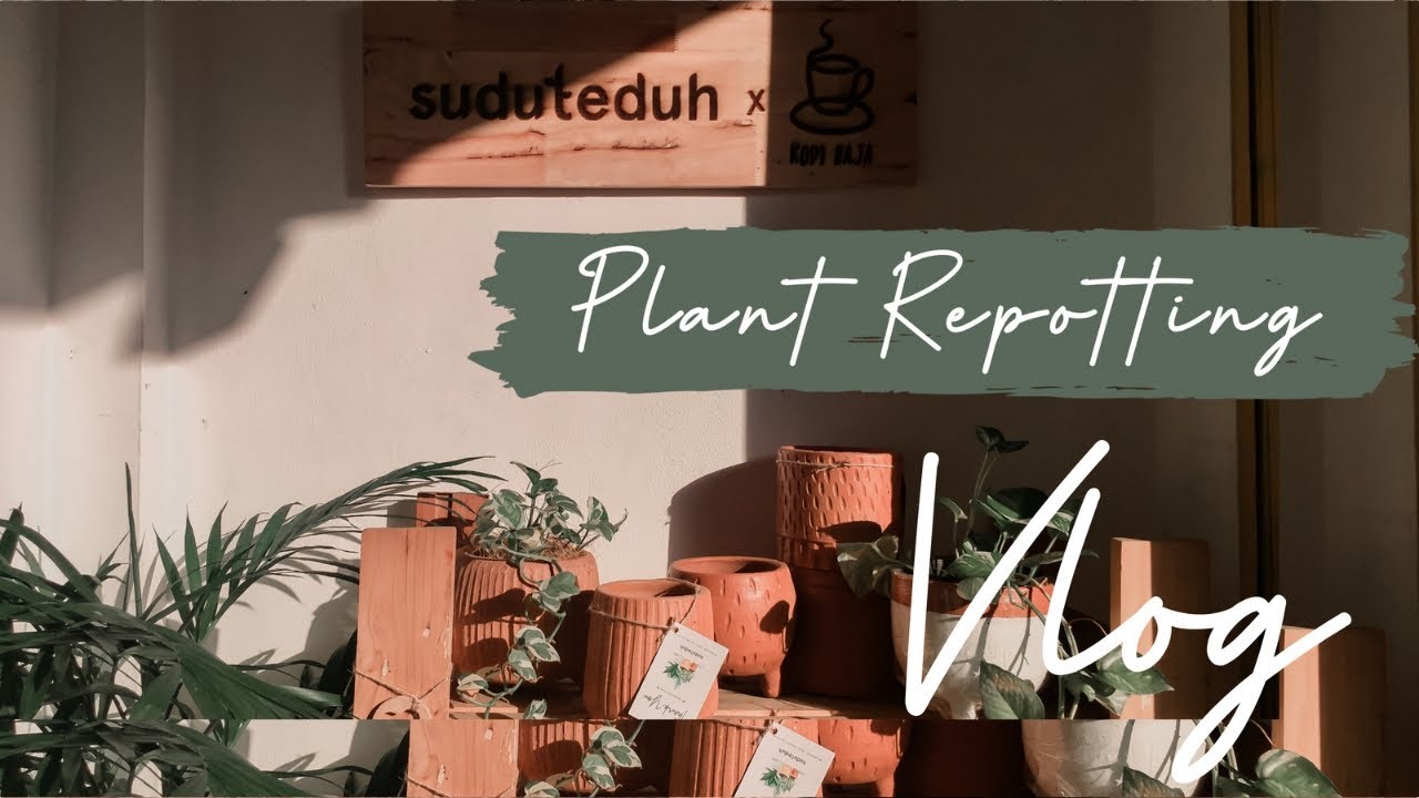 a day in my life Plant Repotting Terracotta pots YouTube