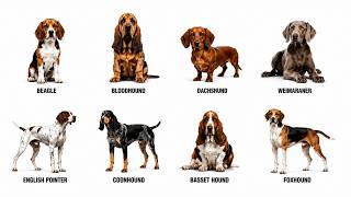 All Types of Hunting Dogs Explained 🐕🎯