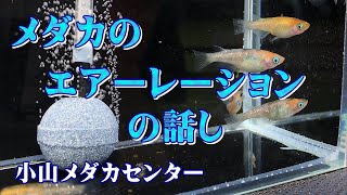 【メダカ飼育】メダカのエアーレーションについての話し