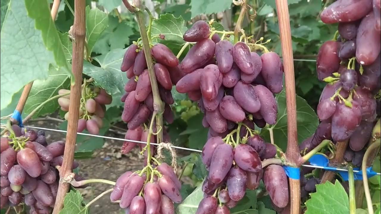 Журавчик вишнёвый Описание сорта Виноград Воронежской области