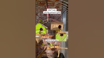 #سورة_البقرة فضل السورة في مربع التعليقات #قرآن #طيور #تربية_الطيور #البادجي #quran #birds #budgies