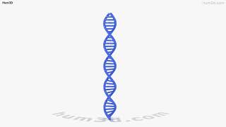 DNA 3D model by 