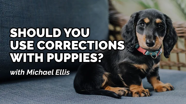 Michael Ellis on Correcting Puppies for BAD Behavior