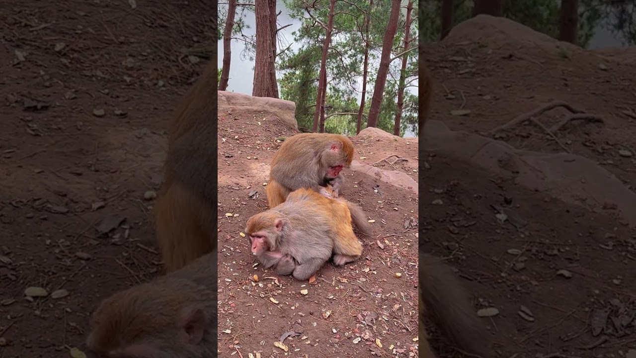 Что происходит, обезьяна