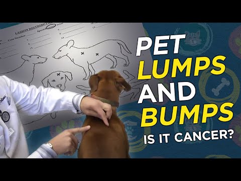 Video: What To Do If A Cat Has A Bump On Its Back