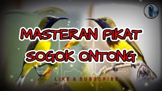 MASTERAN PIKAT SOGOK ONTONG#sogongacorngobra #sogonmania