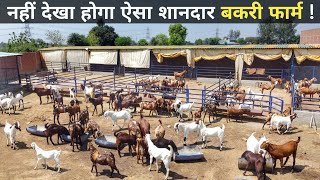 शहर छोड़ गांव में आकर शुरू किया Goat Farming Business | Bakri Palan | Goat Farming In India