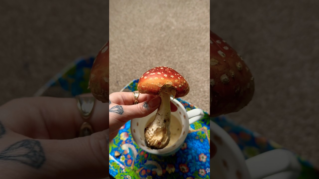 Эксперимент с мухомором провалился | 