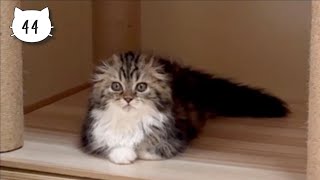 After fighting with the alien, our cute kitten struggled against ... sleepiness. Elle video No.44 by Cute Kitten Elle 589 views 12 days ago 1 minute, 47 seconds