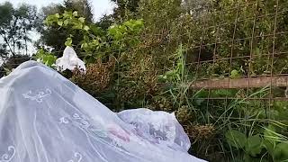 картинка: Спасем ежевику от птиц
