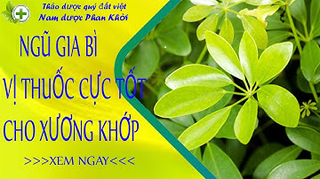 Ngũ gia bì vị thuốc cực tốt cho người bị xương khớp