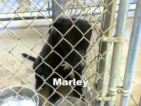 1/13/14 Dogs and Cats Available at Washington County Animal Control in Nashville, IL