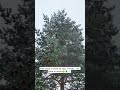 Evergreen, even in winter❄️ #snow #pinetrees