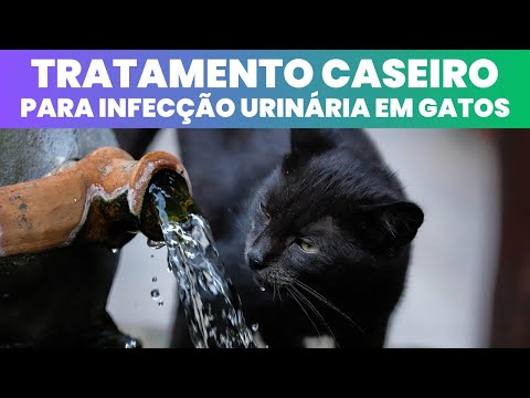 Vídeo: Como se livrar das pulgas naturalmente com bicarbonato de sódio e sal