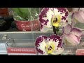 Орхидеи в ‘ Максидоме ’’ Санкт  Петербург 25  мая- июня  21