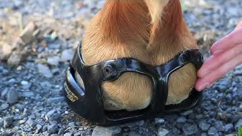 Evaluating Scoot Boot Fit using Sizing Shells