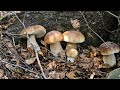 Amazing videos of porcini mushroom 
