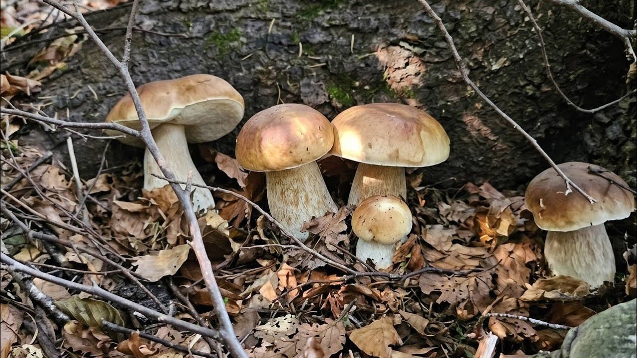 Amazing videos of porcini mushroom 