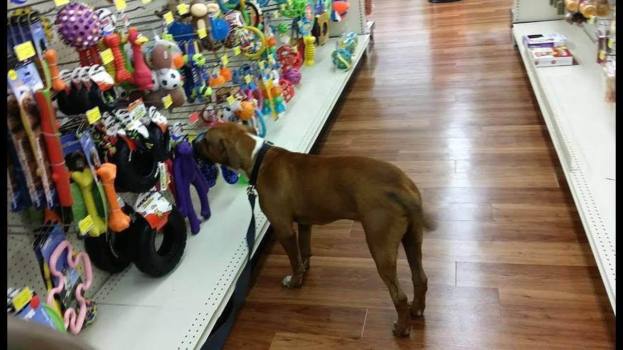 This Dog Endured Unimaginable Cruelty But Then Got To Pick Out His First Toy And It’s The Cutest